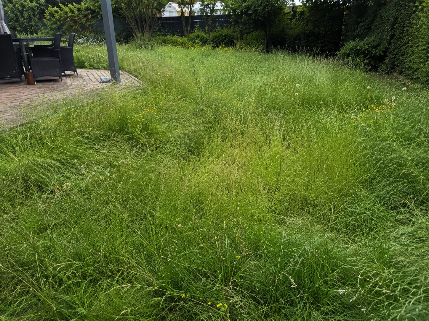 Ungepflegter Garten vor der Gartenpflege